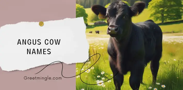 Angus Cow Names 