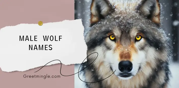 male wolf names