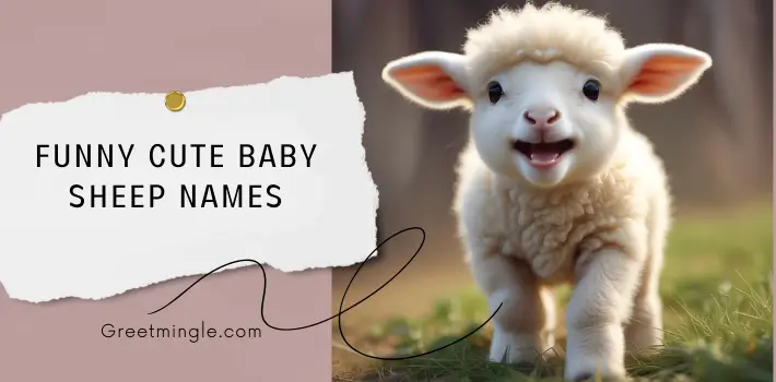 Funny Cute Baby Sheep Names