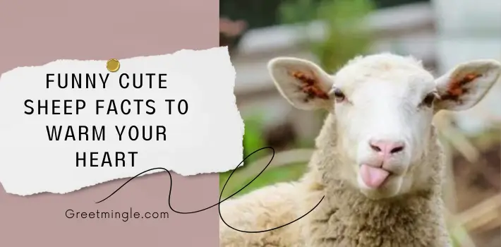 Funny Cute Sheep Facts to Warm Your Heart