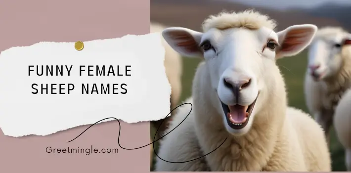 Funny Female Sheep Names