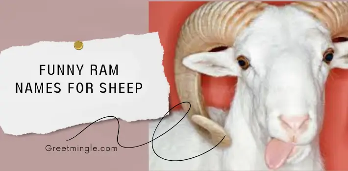 Funny Ram Names for Sheep