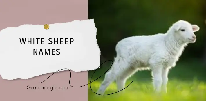 White Sheep Names