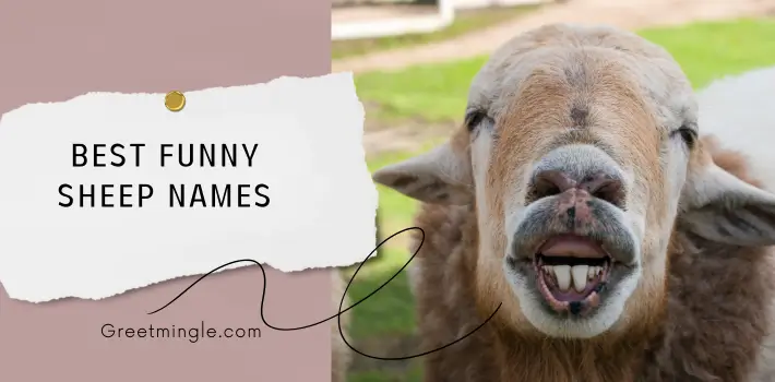 best funny sheep names