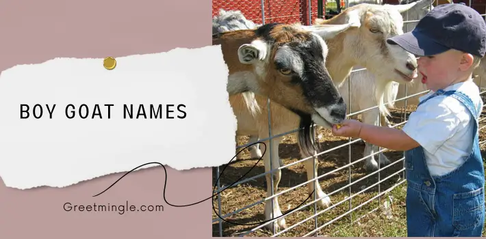 Boy Goat Names