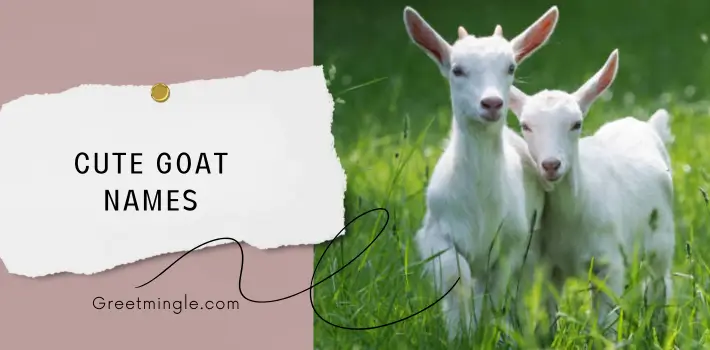 Cute Goat Names