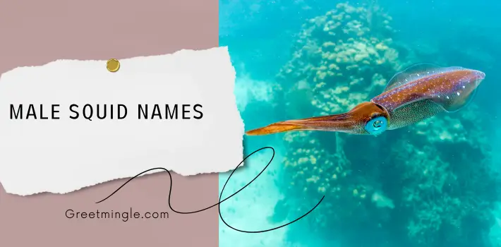 Male Squid Names