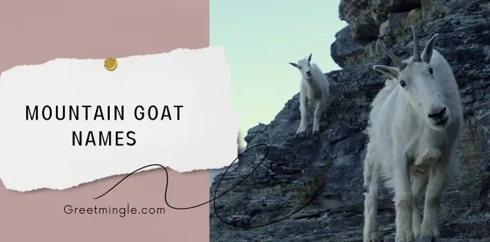 Mountain Goat Names