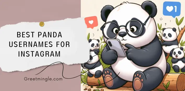 Best Panda Usernames For Instagram