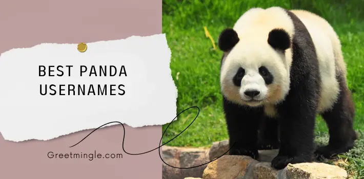 Best Panda Usernames