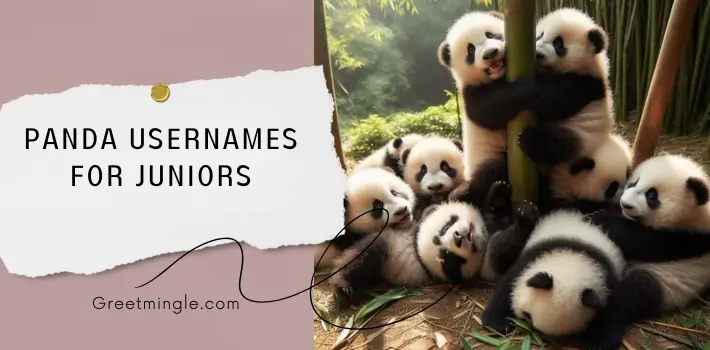 Panda Usernames For Juniors