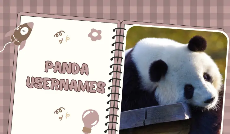 panda usernames