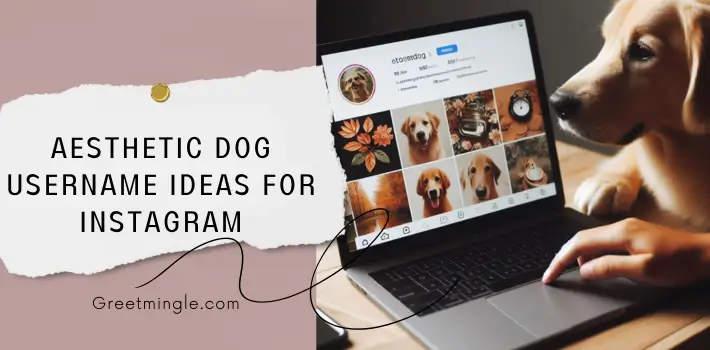 Aesthetic Dog Username Ideas For Instagram