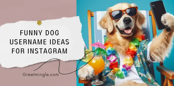 Funny Dog Username Ideas For Instagram