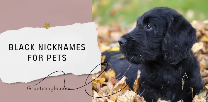 Black Nicknames For Pets