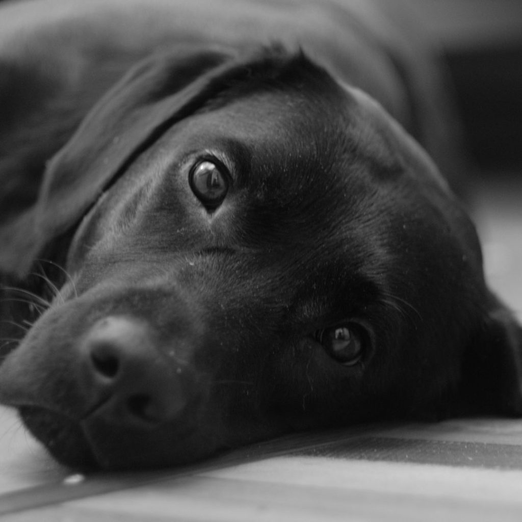 Nicknames for Black Dogs